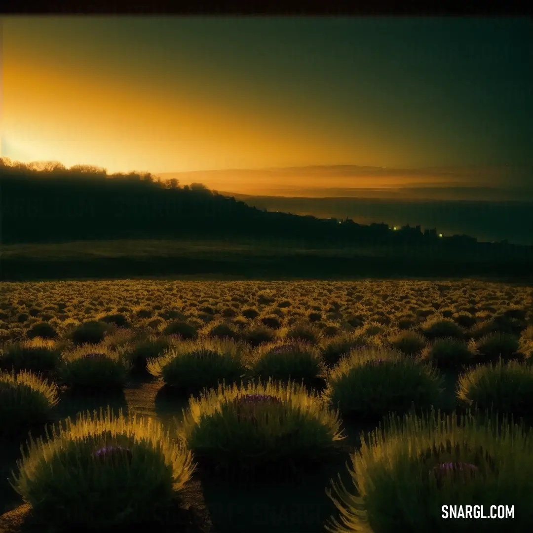 Field of plants with a sunset in the background and a hill in the distance with a sky line