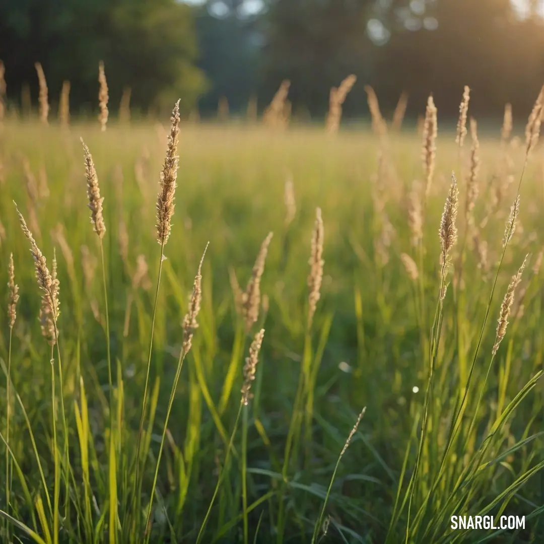 Field of grass with the sun shining through the trees in the background. Example of Swamp green color.