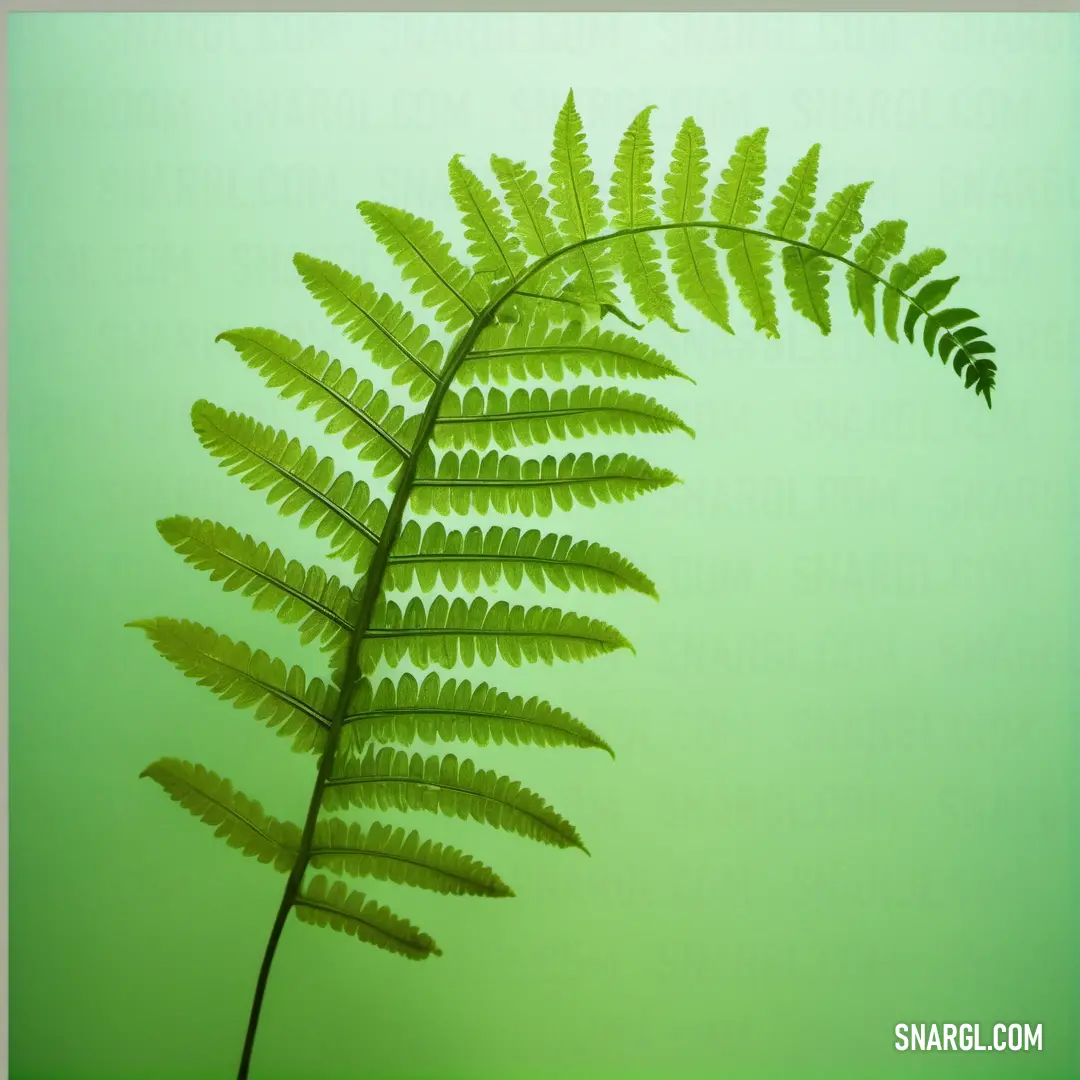 Green fern leaf is shown against a green background with a light green border around it