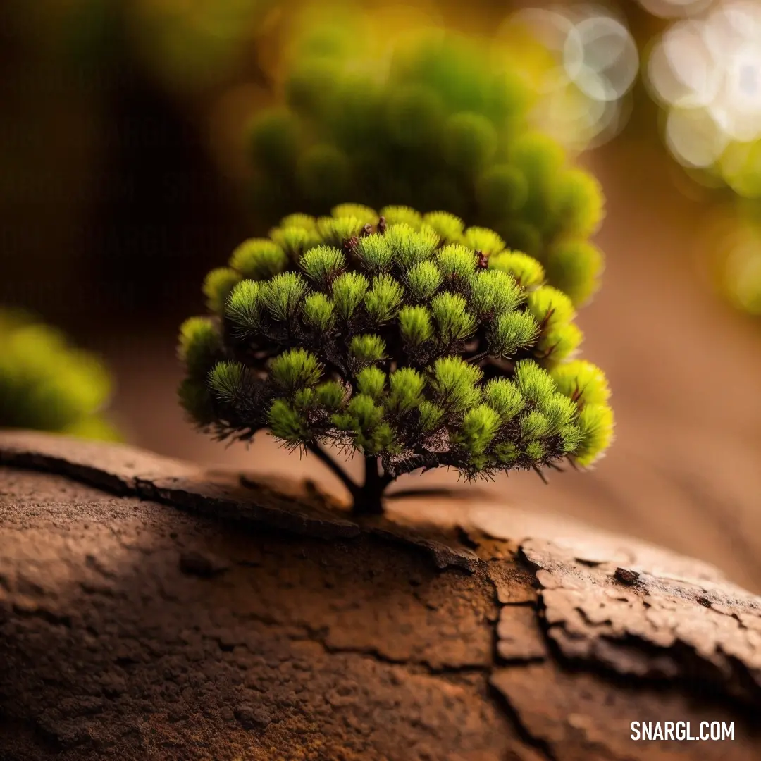 Small tree growing out of a crack in a rock wall with a blurry background. Color CMYK 13,0,100,48.