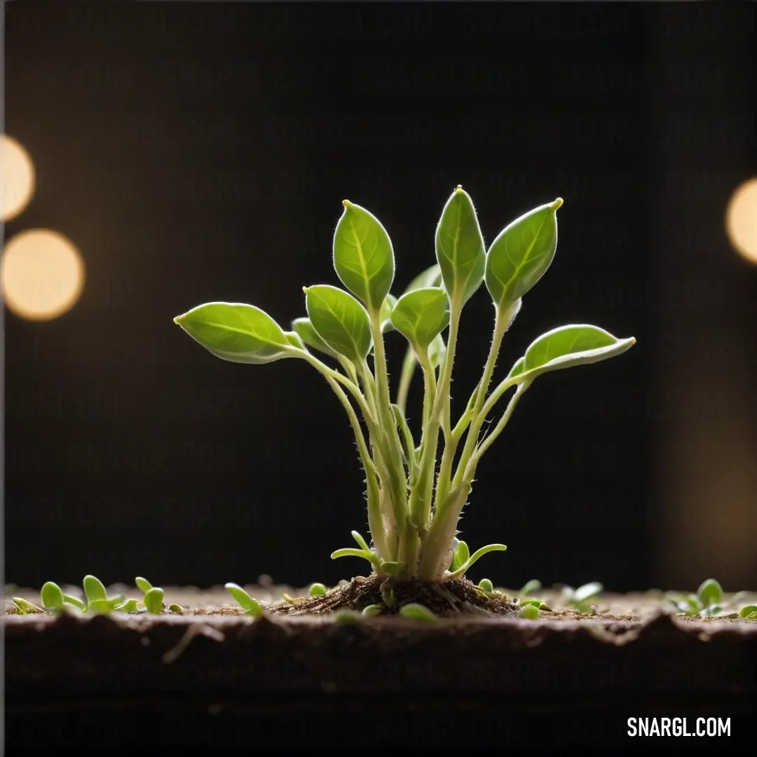 Plant sprouts from the ground with light bulbs in the background. Color CMYK 13,0,100,48.