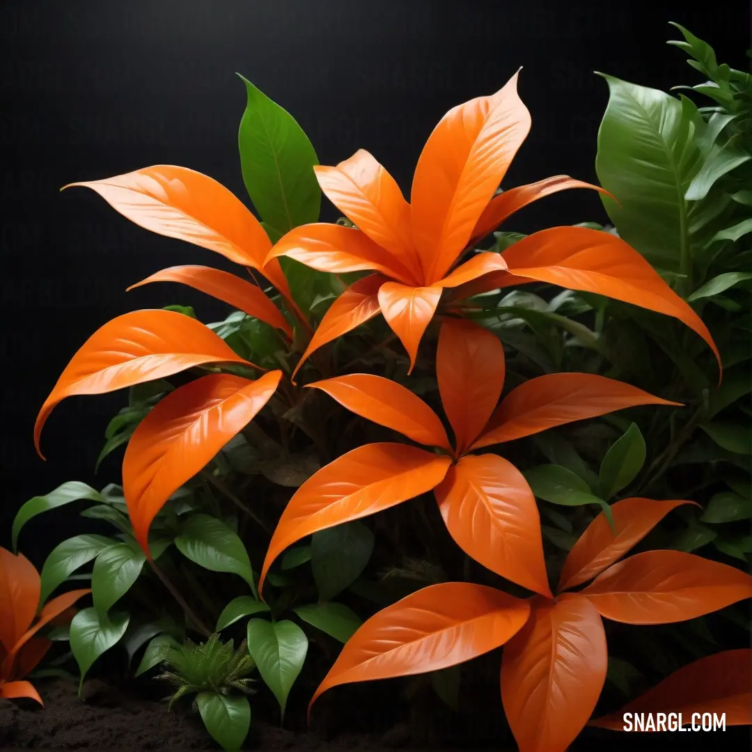 A stunning plant bursts with vibrant orange flowers and lush green leaves against a sleek black background, creating a striking contrast that draws attention to its natural beauty and intricate details.