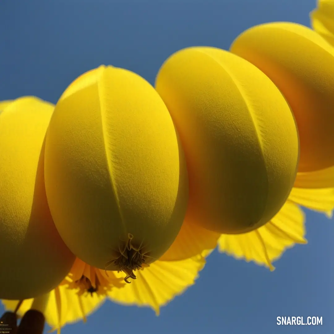 Bunch of yellow fruit hanging from a tree branch with a blue sky in the background and a few yellow flowers