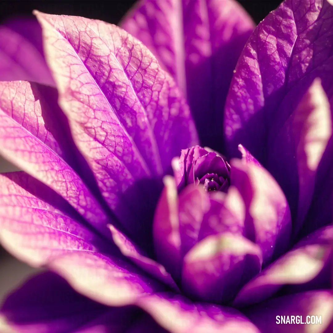 Close up of a purple flower with a black background and a white stripe on the center of the flower