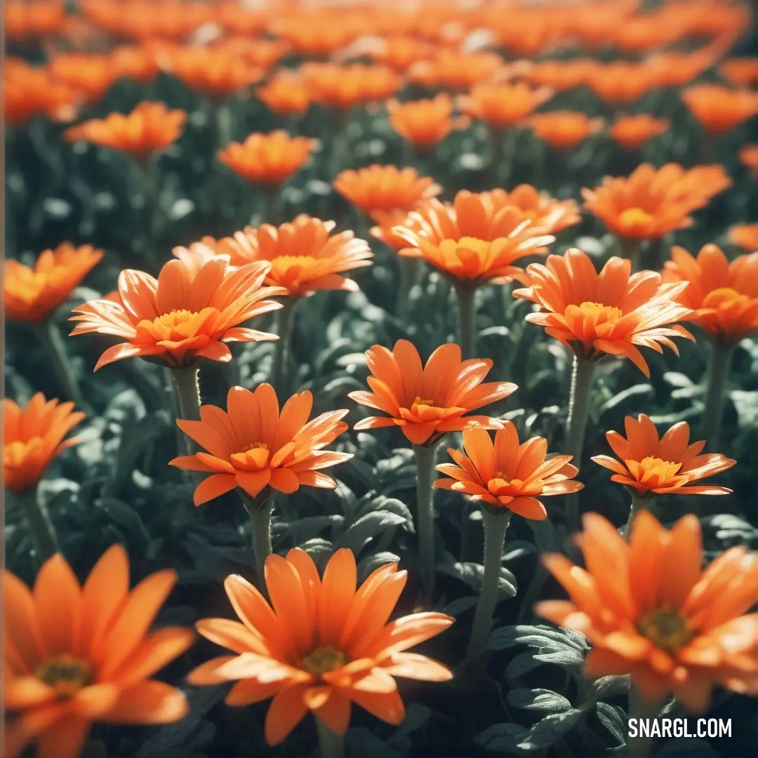 Field of orange flowers with a blurry background. Example of RGB 255,99,71 color.