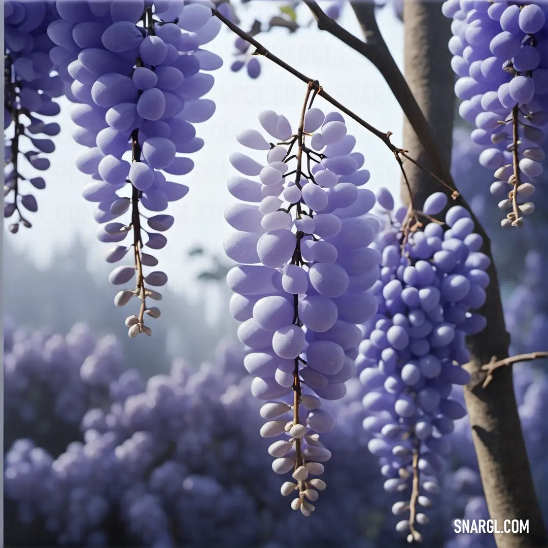 Bunch of grapes hanging from a tree branch in a field of purple flowers in the sunlight. Color CMYK 40,44,0,25.