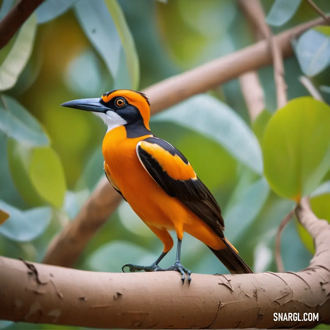 A Troupial with a distinctive black and orange head perched on a branch in a tree, surrounded by lush green leaves and the vibrant colors of a tropical landscape.