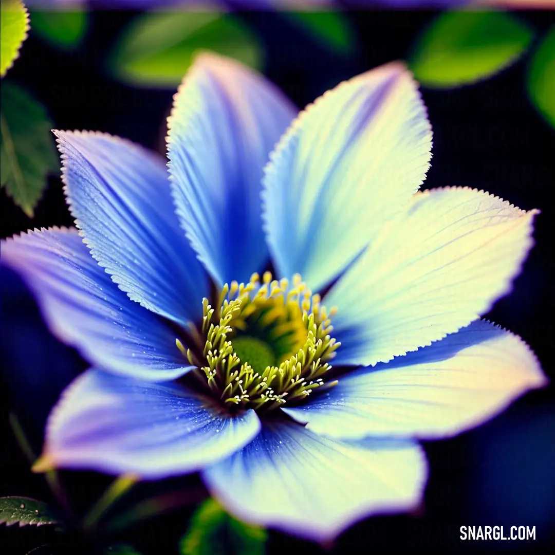 Blue flower with green leaves around it's center and a yellow center in the middle of the flower