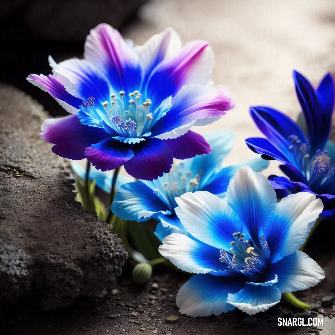 Three blue and white flowers on a rock surface with a rock in the background