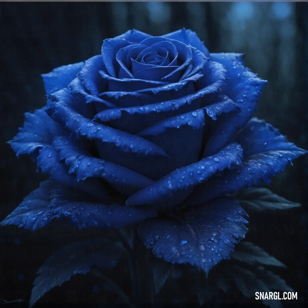 Blue rose with water droplets on it's petals and leaves in the background. Color RGB 0,51,170.
