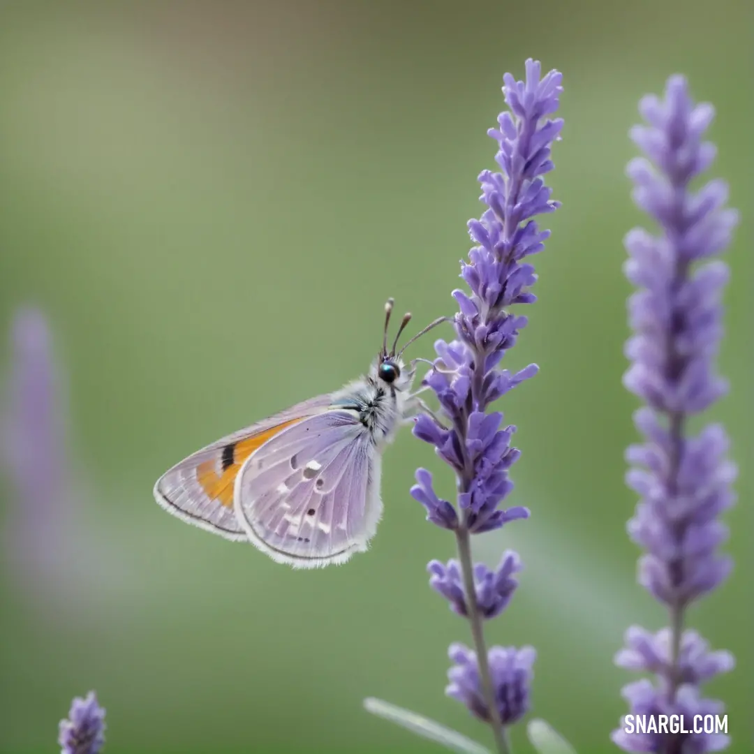 Butterfly is on a purple flower and is looking at the camera lens and the picture is blurred. Color #8878C3.