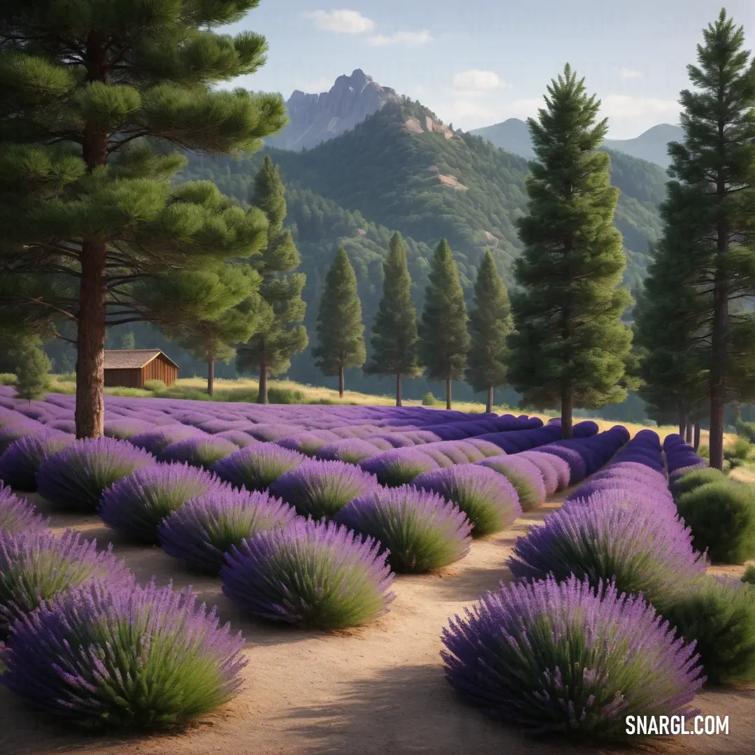 Field of lavender flowers with a mountain in the background. Example of RGB 136,120,195 color.