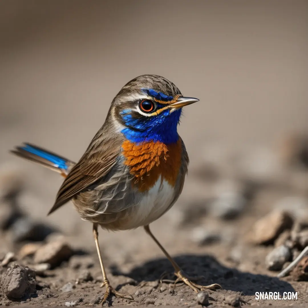 Small bird with a blue and orange breast standing on a rocky ground with its beak open and eyes wide open