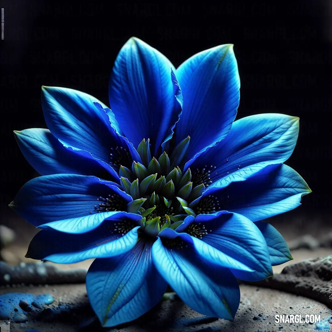 Blue flower with green center on a rock surface with water droplets on it and a black background