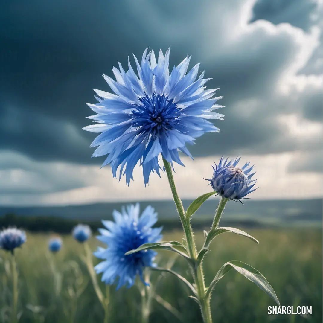 Field of blue flowers under a cloudy sky with clouds in the background