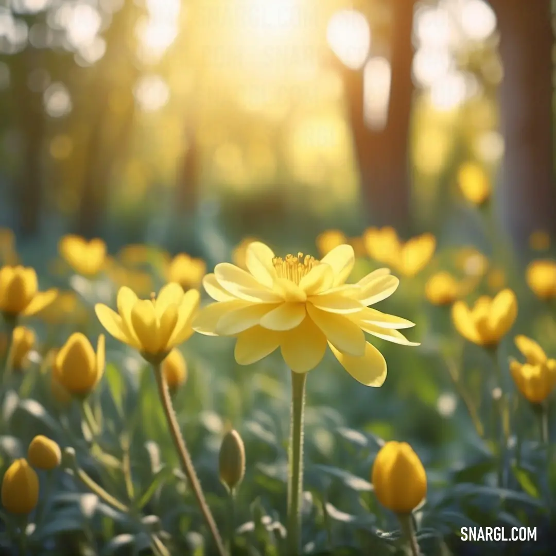 Unmellow Yellow color. Field of yellow flowers with the sun shining through the trees in the background