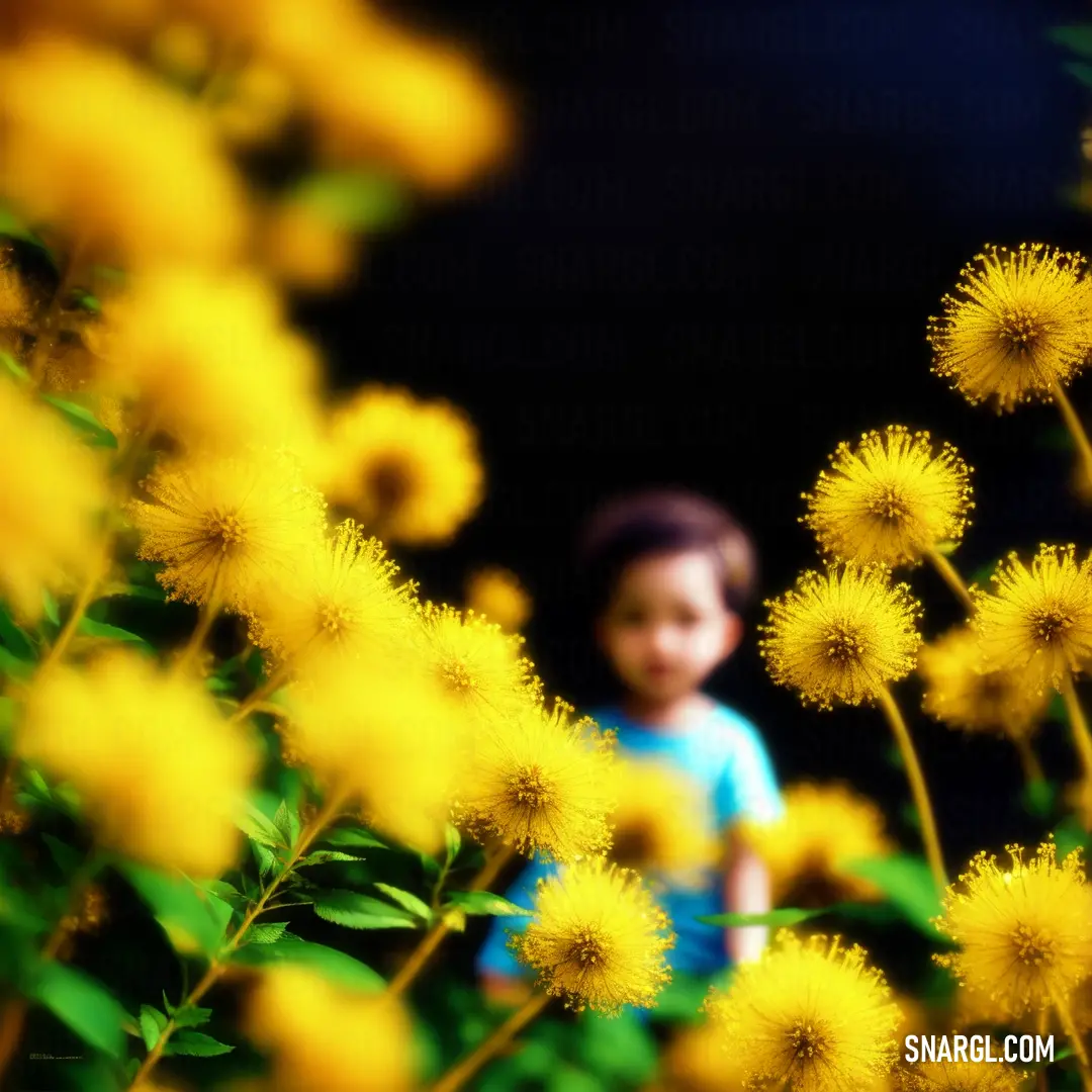 Little girl standing in a field of yellow flowers with a black background
