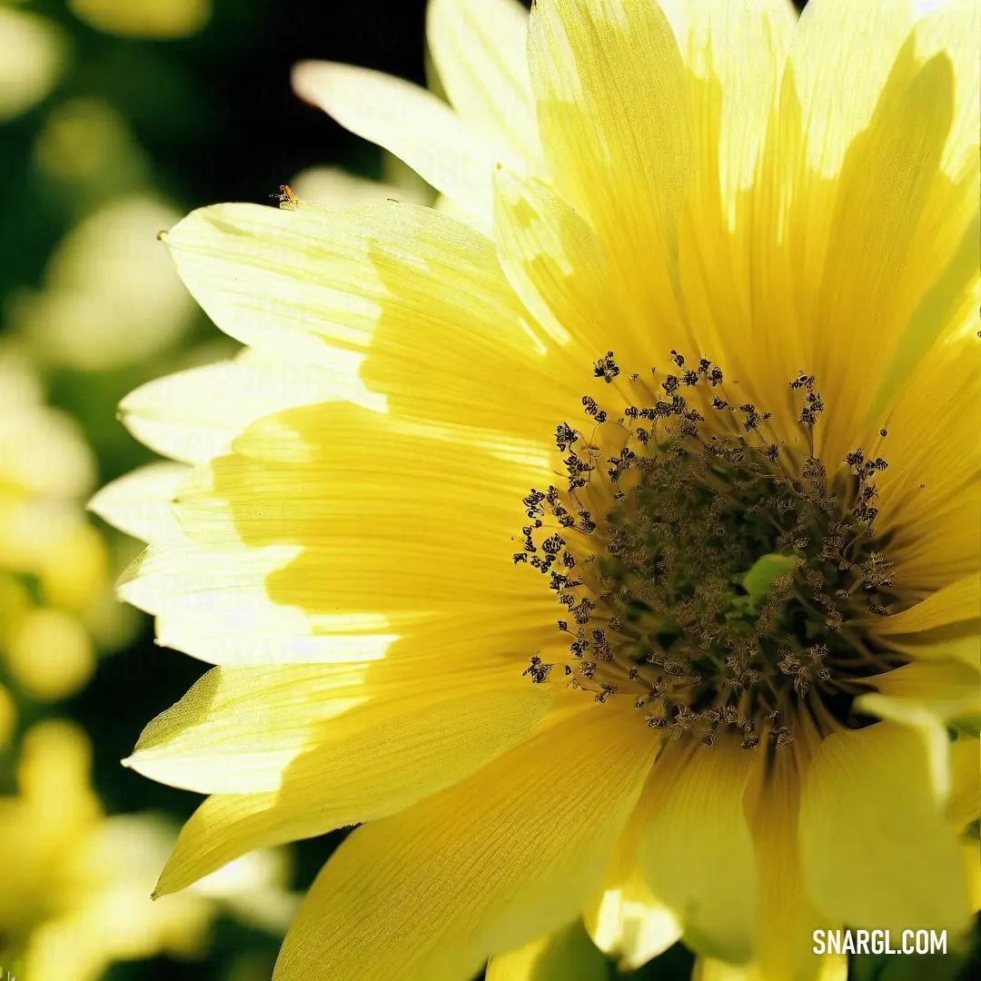 Yellow flower with a green center surrounded by other flowers and leaves in the background. Color #FFFF66.