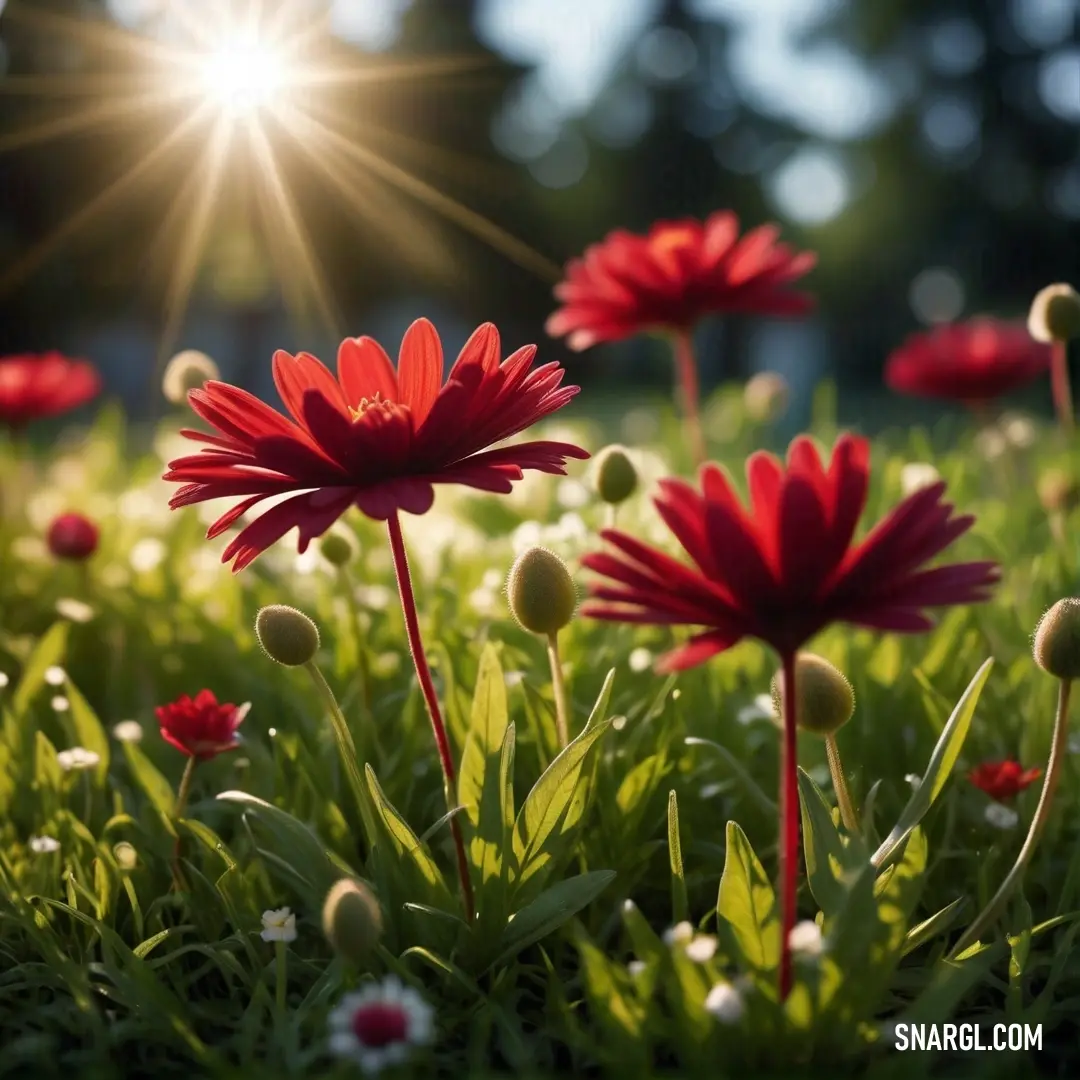 A lush field of red flowers stretches into the distance, bathed in the warm glow of the setting sun. The bright sky above creates a beautiful contrast with the flowers below.