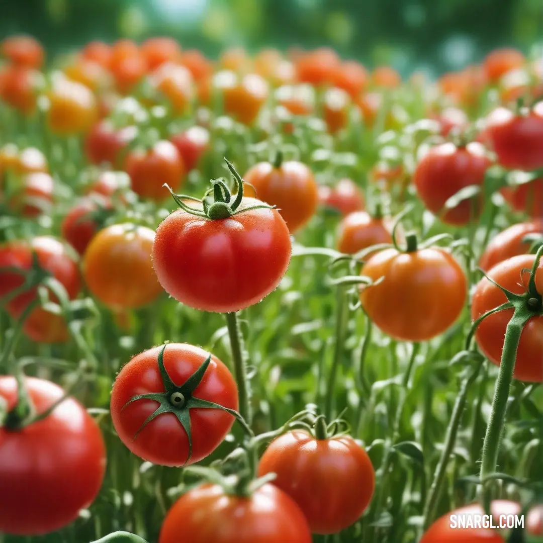 An expansive field alive with vibrant red tomatoes perched on healthy green stems, set against a softly blurred backdrop. The visual contrasts highlight the brilliant USC Cardinal color, evoking the feeling of freshness and abundance.