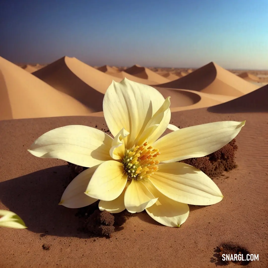 Yellow flower is in the middle of a desert landscape with sand dunes in the background and a blue sky