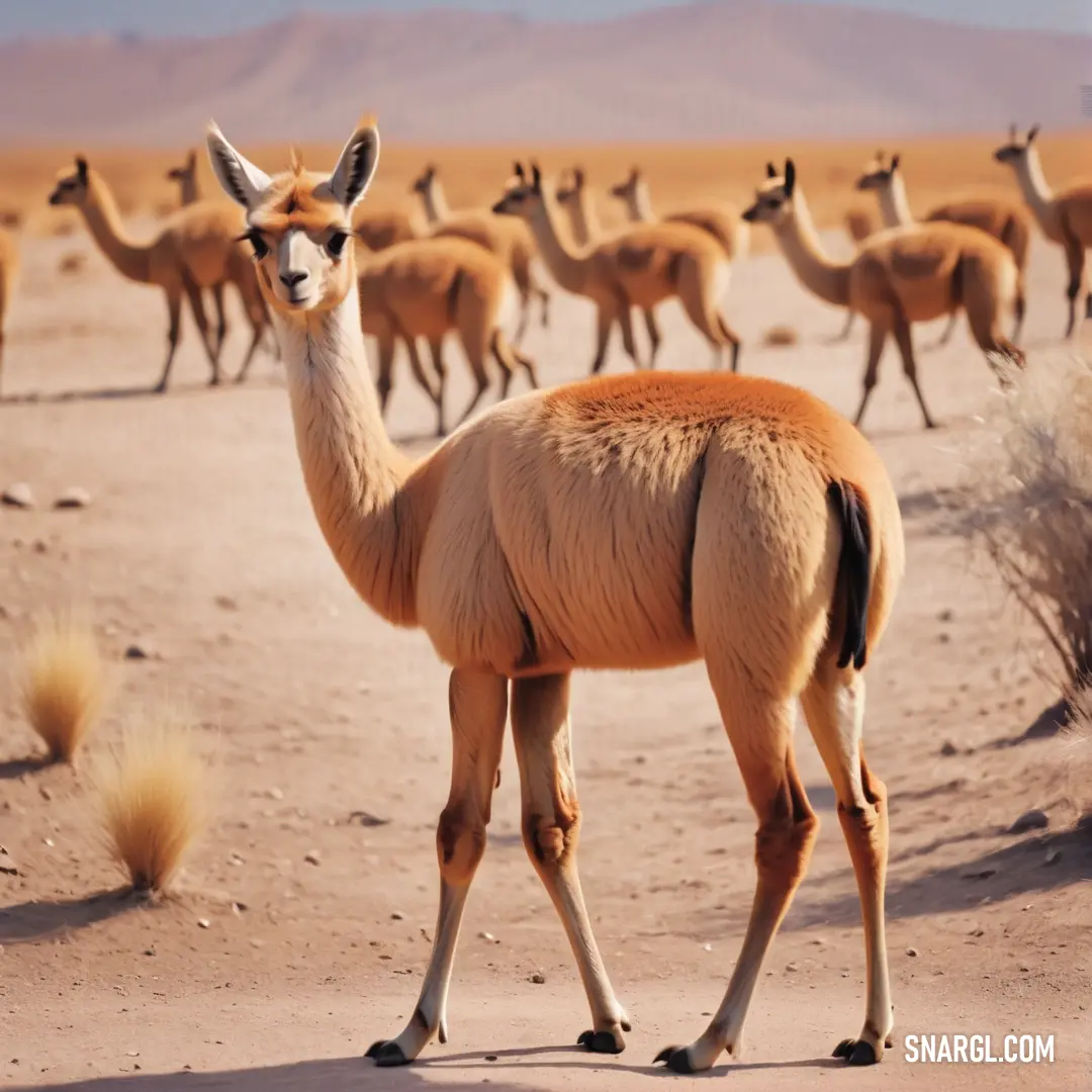 Herd of llamas walking across a desert plain with a sky background