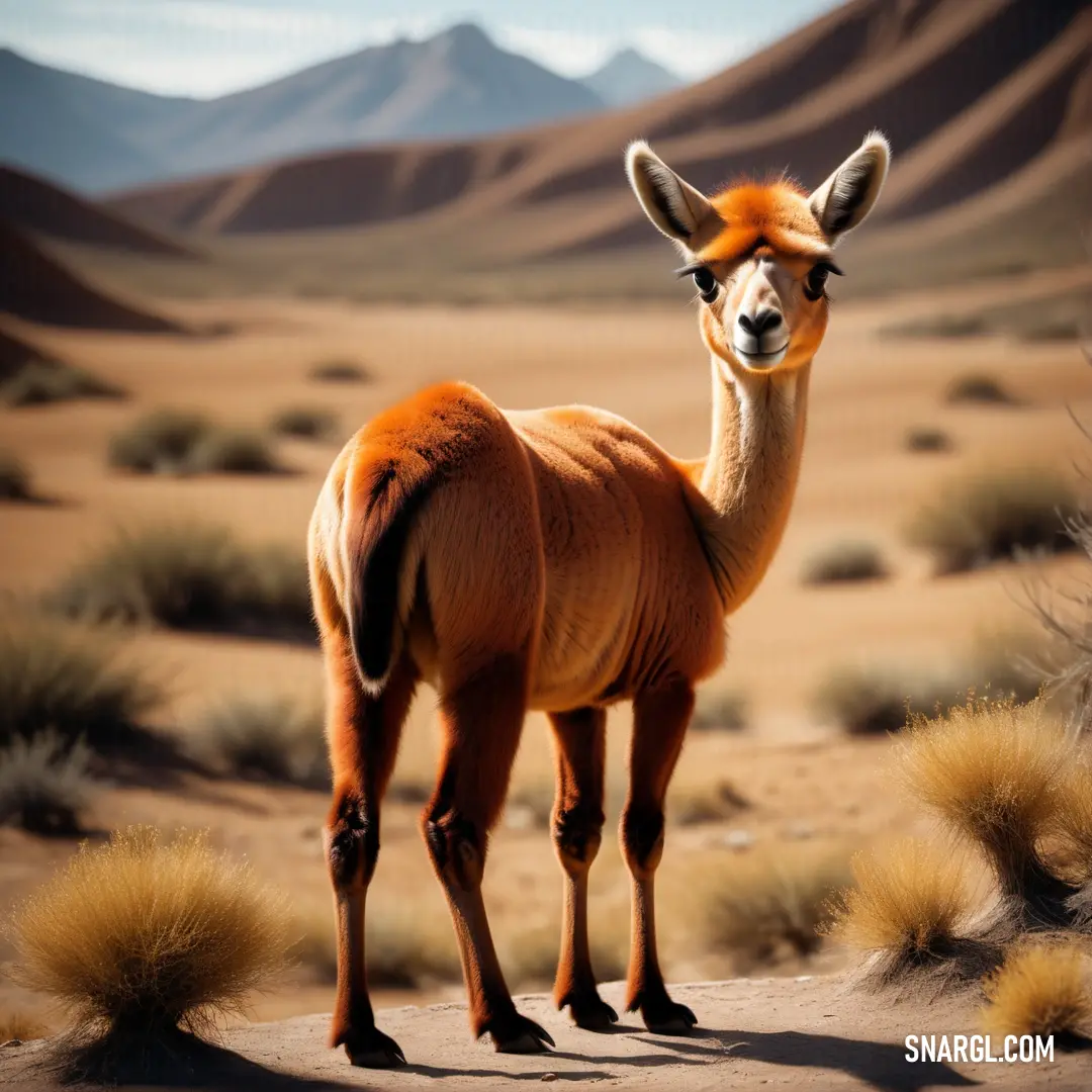 Llama standing in the desert with mountains in the background