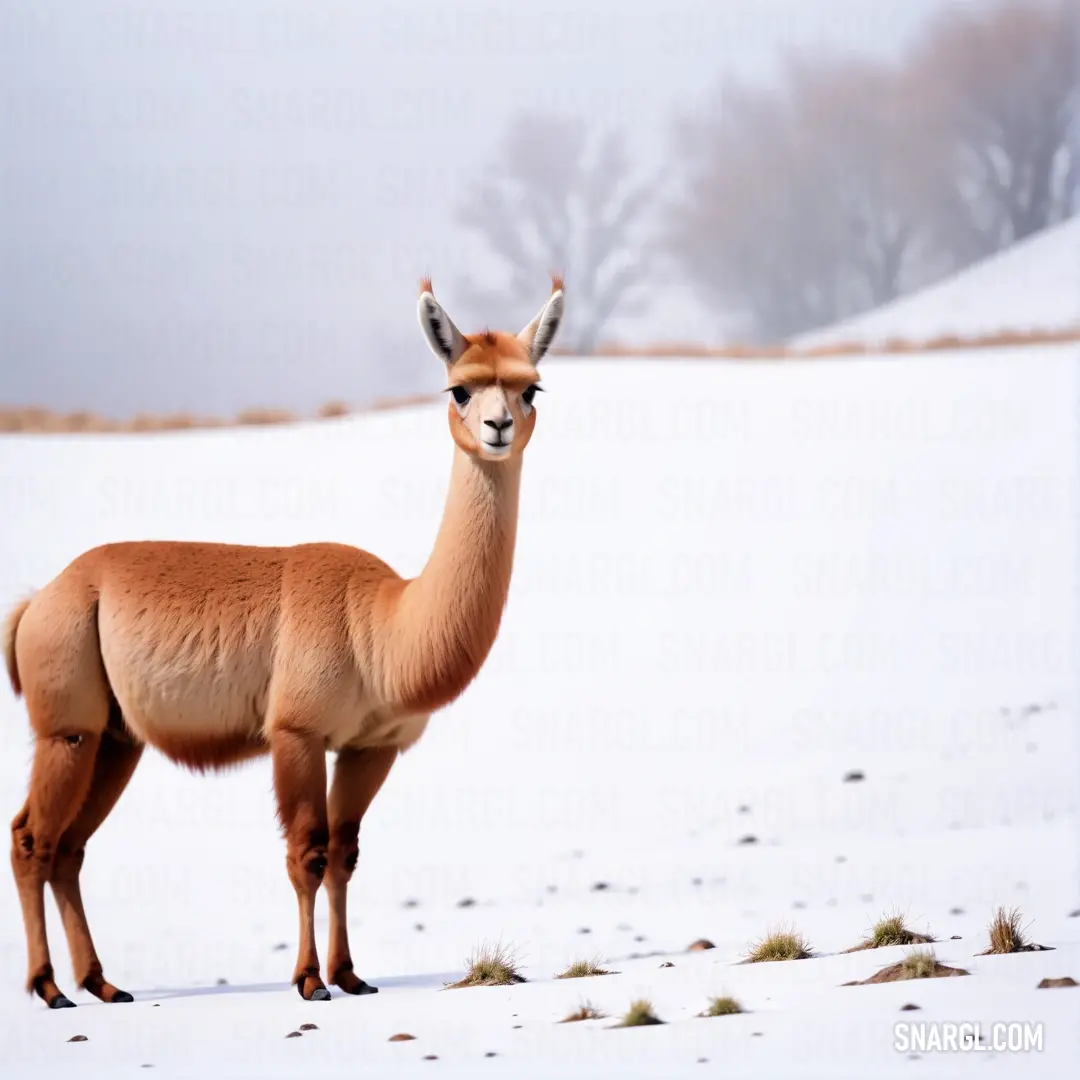 Llama standing in the snow with its head turned to the side and its eyes closed