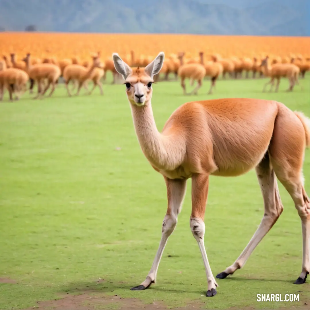 Llama walking in a field with a large group of deer in the background