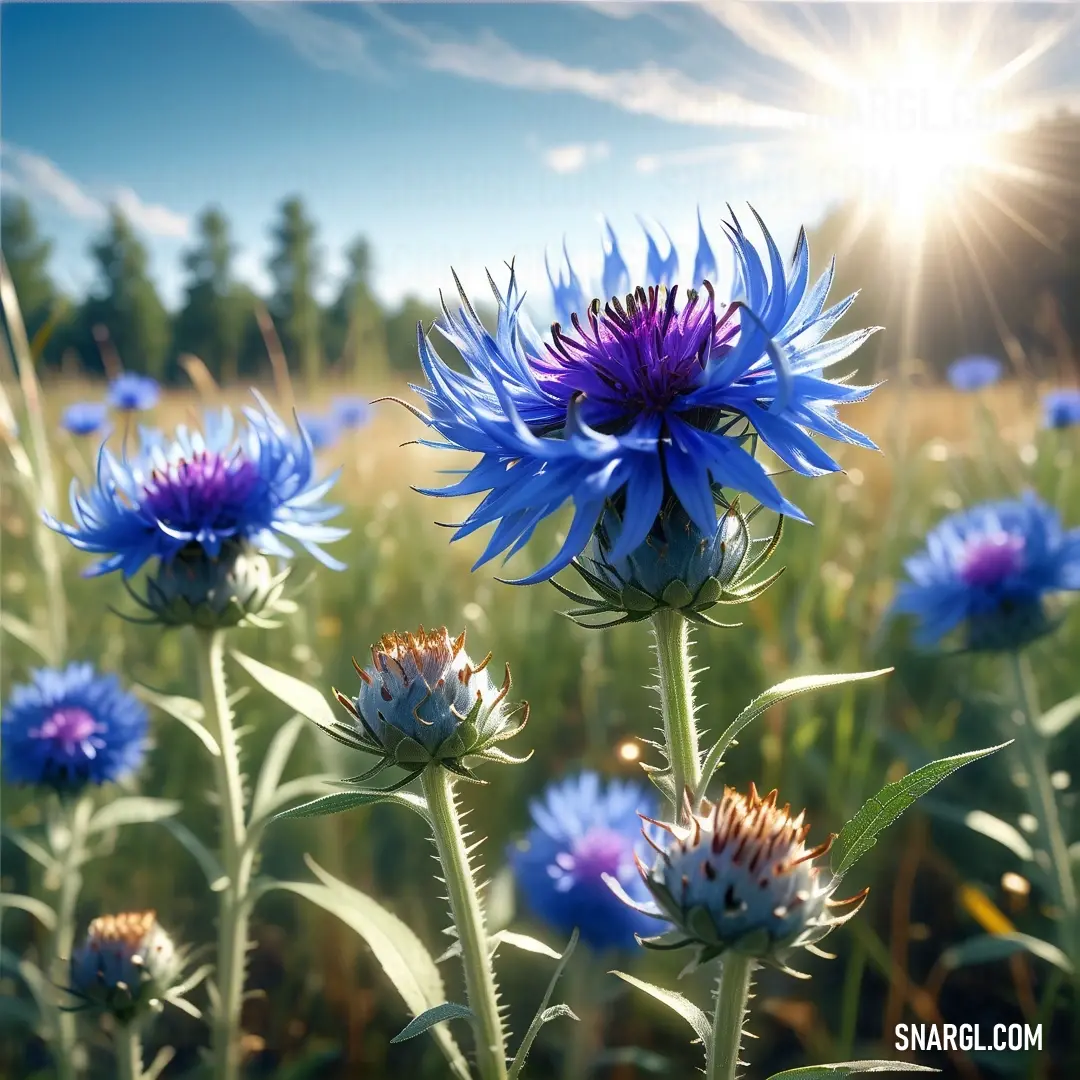Violet Blue color example: Field of blue flowers with the sun shining in the background