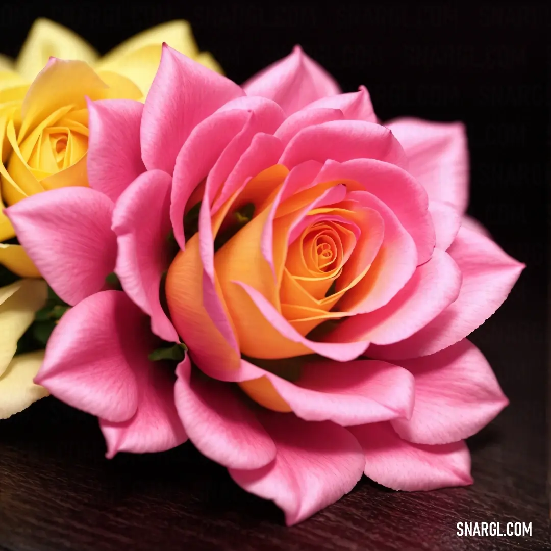 Close up of a pink and yellow rose on a table with a black background. Color #F75394.