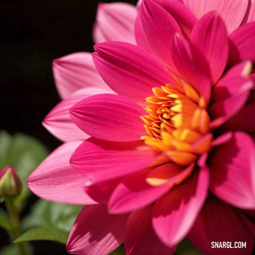 Pink flower with yellow center in a garden setting with green leaves and dark background