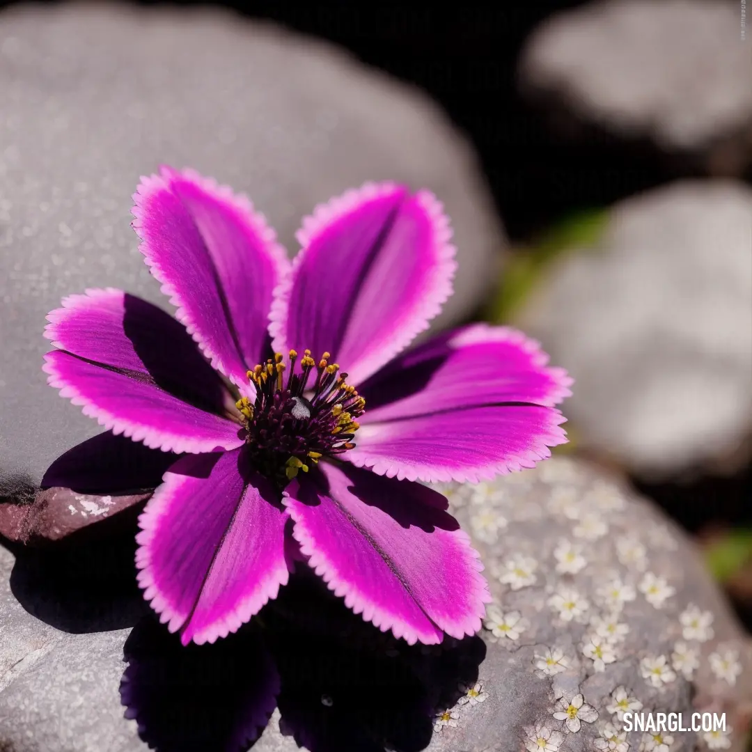 Purple flower on top of a rock covered in snow next to rocks and grass with white flowers