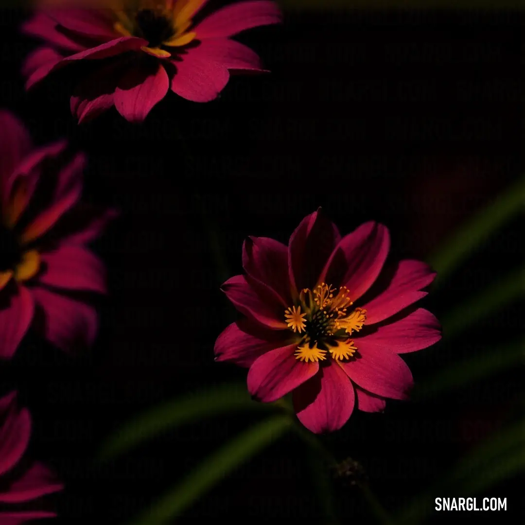 Group of pink flowers with yellow centers on a black background
