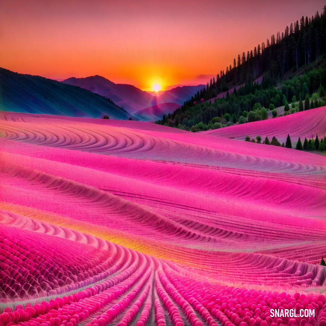 Field of flowers with the sun setting in the background and a pink sky above it