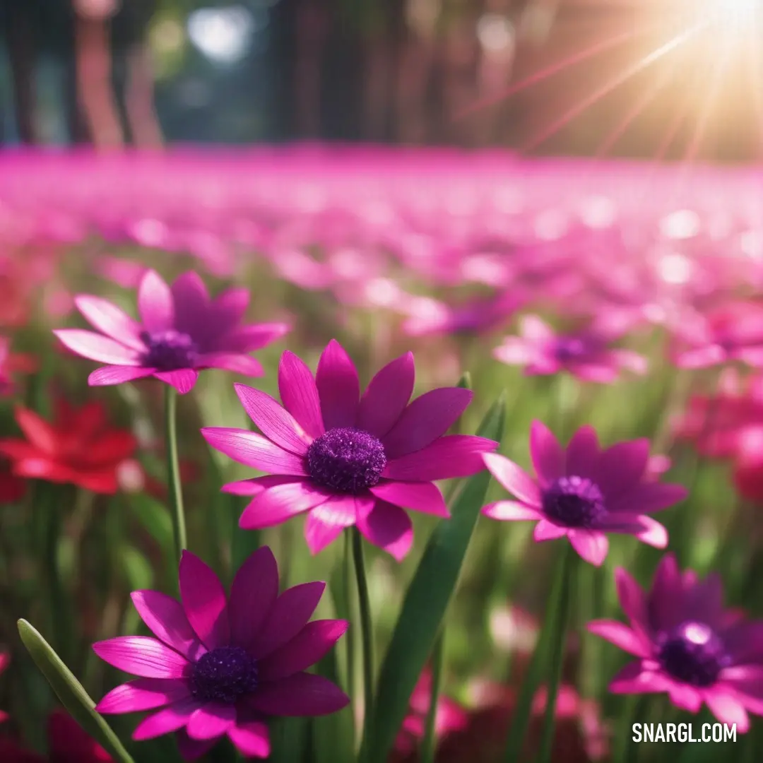 Field of pink flowers with the sun shining in the background. Color RGB 218,29,129.