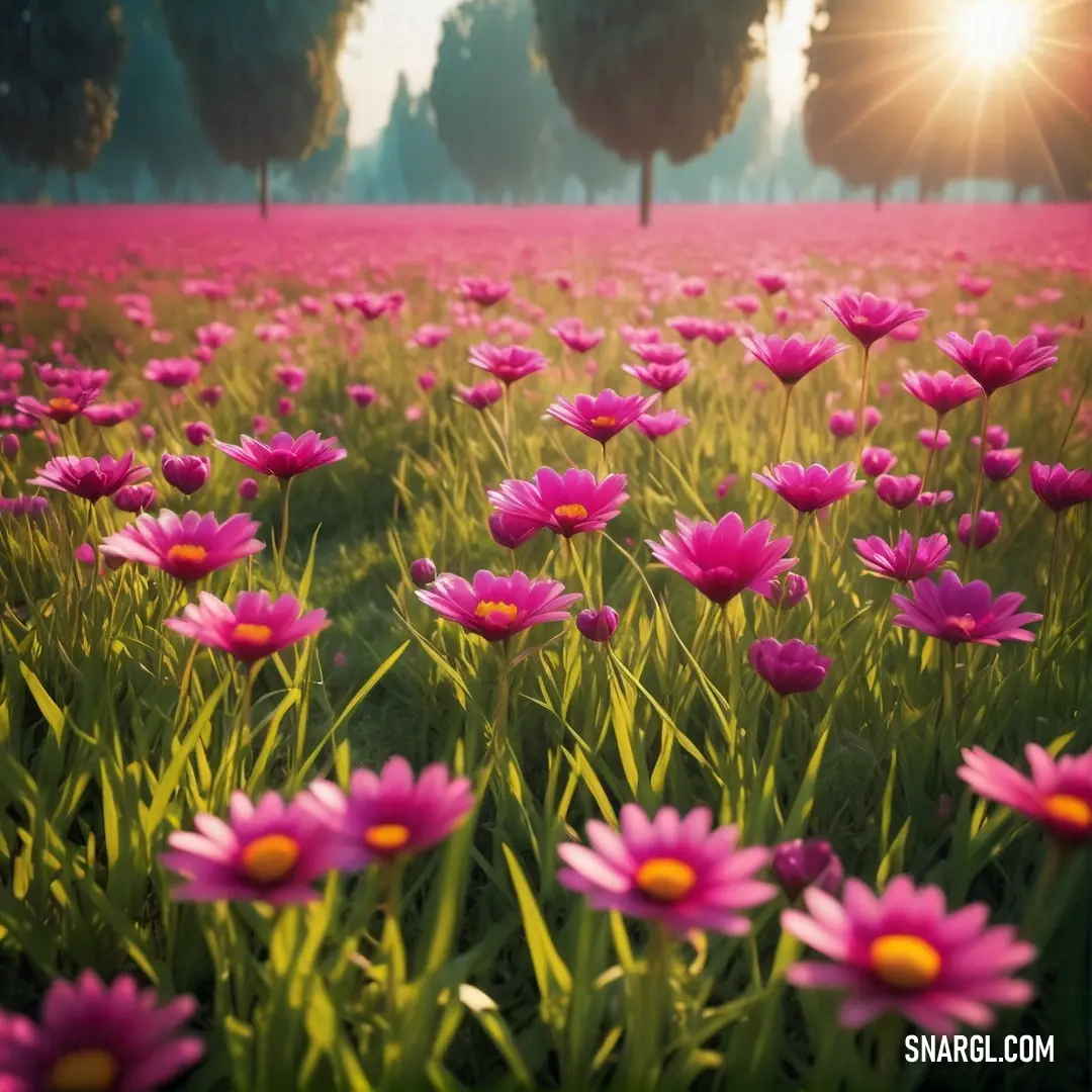 Vivid cerise color example: Field of pink flowers with the sun shining in the background