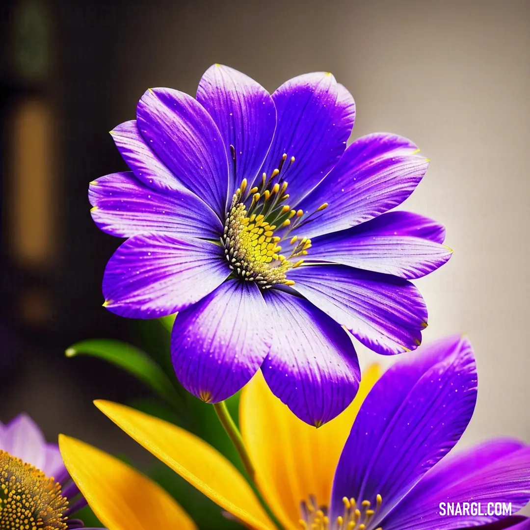 Close up of a purple flower with yellow flowers in the background and a blurry background behind it