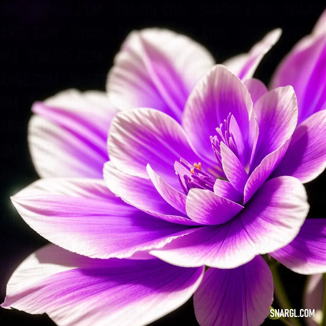 Purple flower with a black background is shown in this image