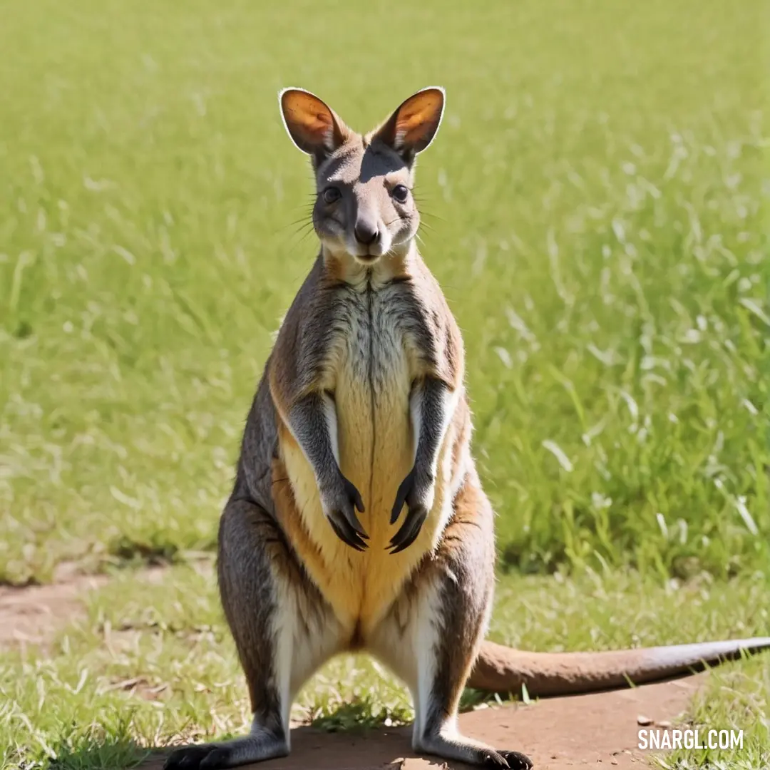 A kangaroo confidently stands on its hind legs in a grassy field, showcasing its strength and agility under the clear sky and open landscape.