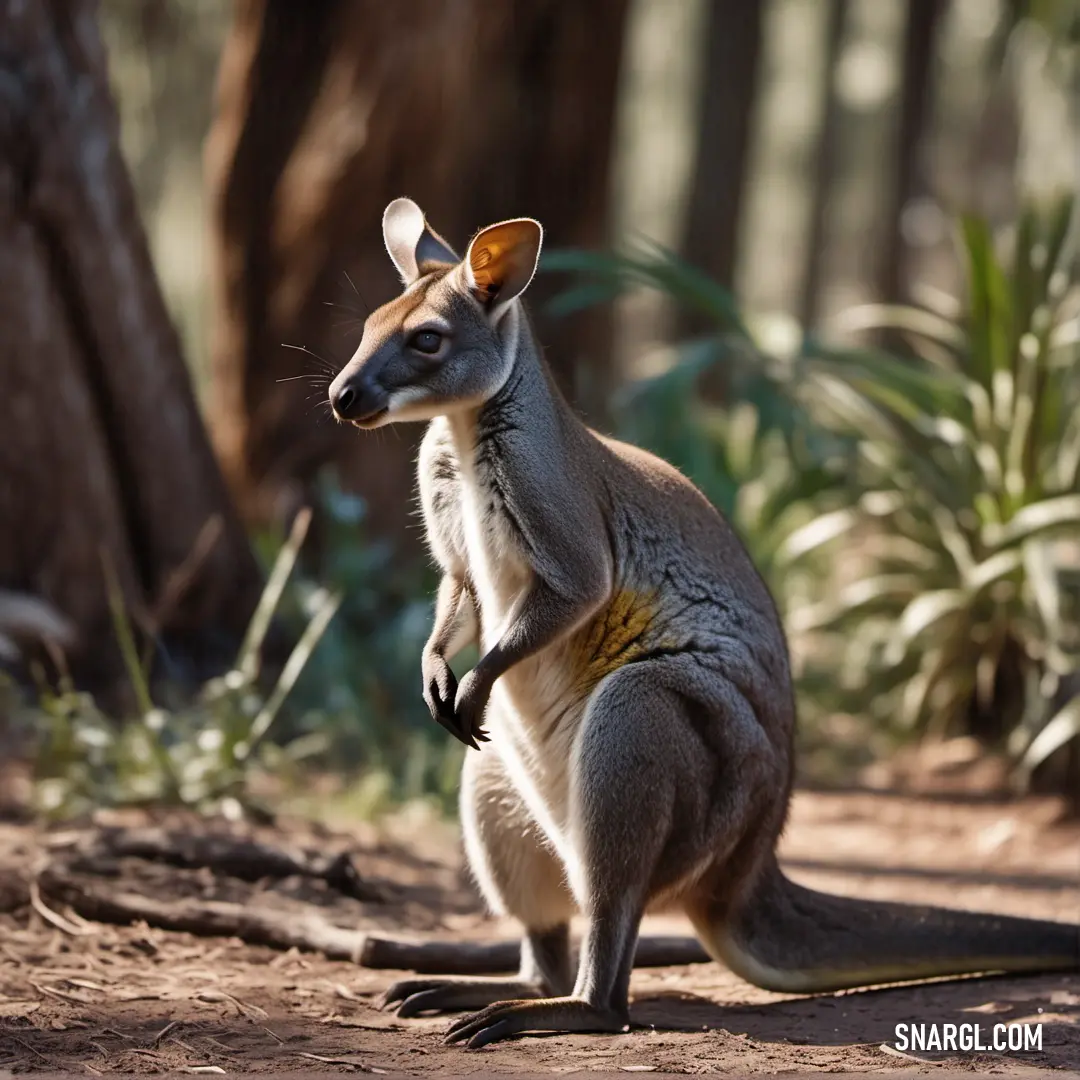 A kangaroo balances on its hind legs, set against the backdrop of a tree and nearby bushes. The kangaroo’s posture suggests alertness, blending seamlessly into the earth-toned landscape of dirt and greenery.