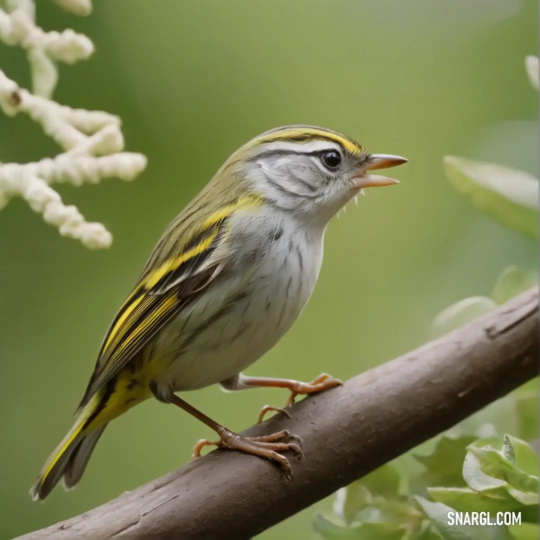 A small warbler rests quietly on a branch, surrounded by vibrant green leaves. The peaceful atmosphere is amplified by the natural beauty of the bird and its leafy backdrop.
