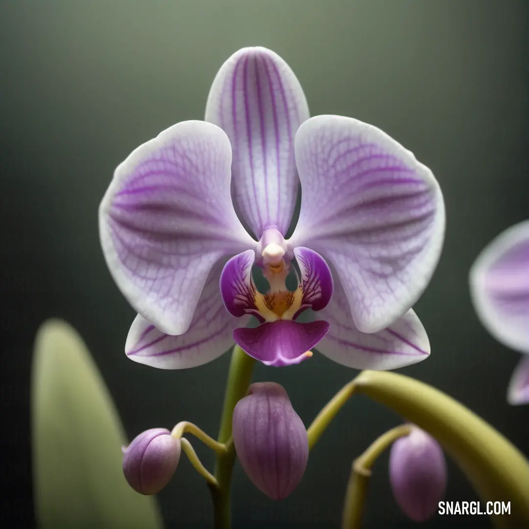 Purple flower with a green stem and a black background with a white stripe on it