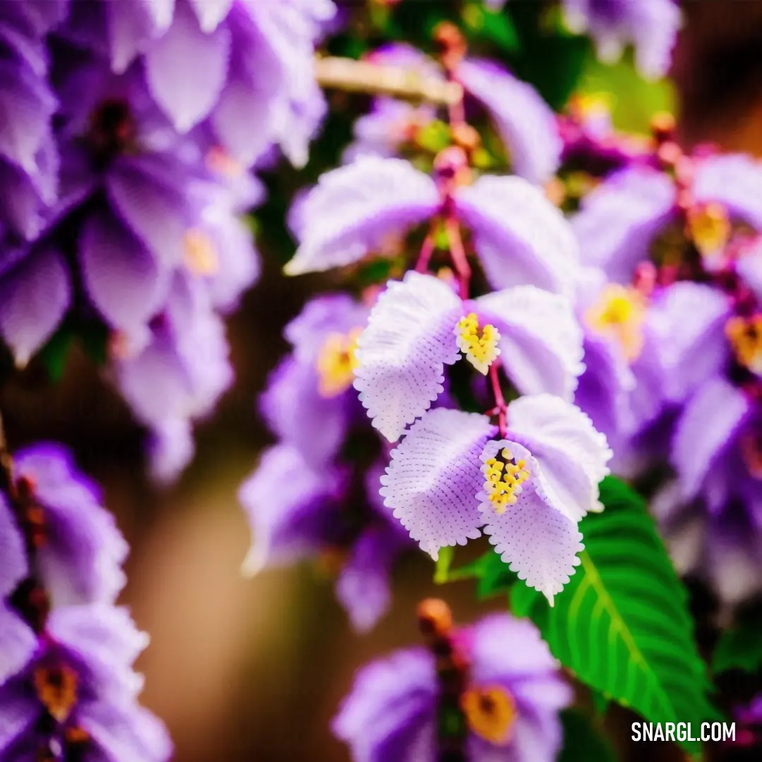 Wisteria plant flowers