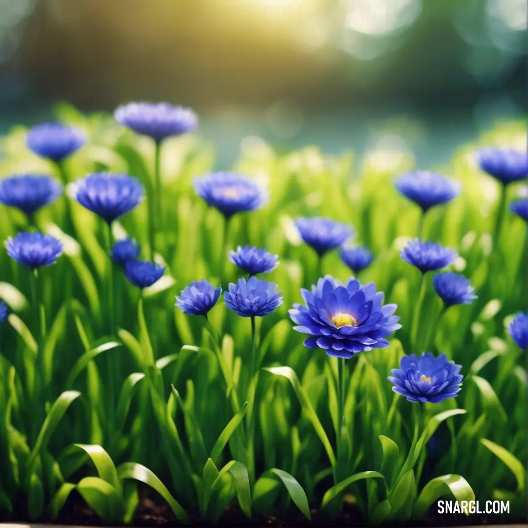 Field of blue flowers with green grass in the background. Color CMYK 100,88,0,34.