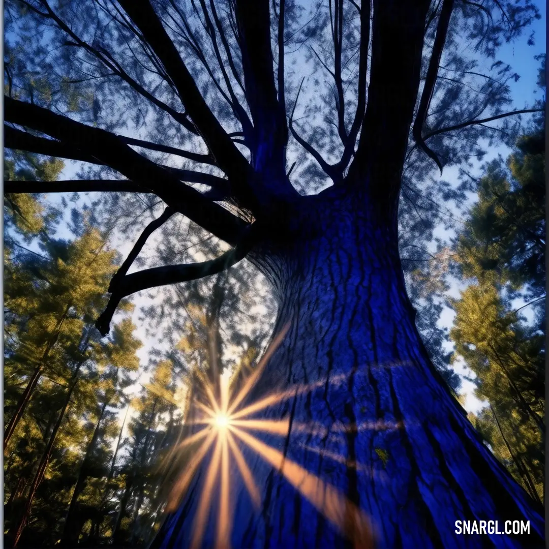 Zaffre color example: Tree with the sun shining through it's branches in the forest