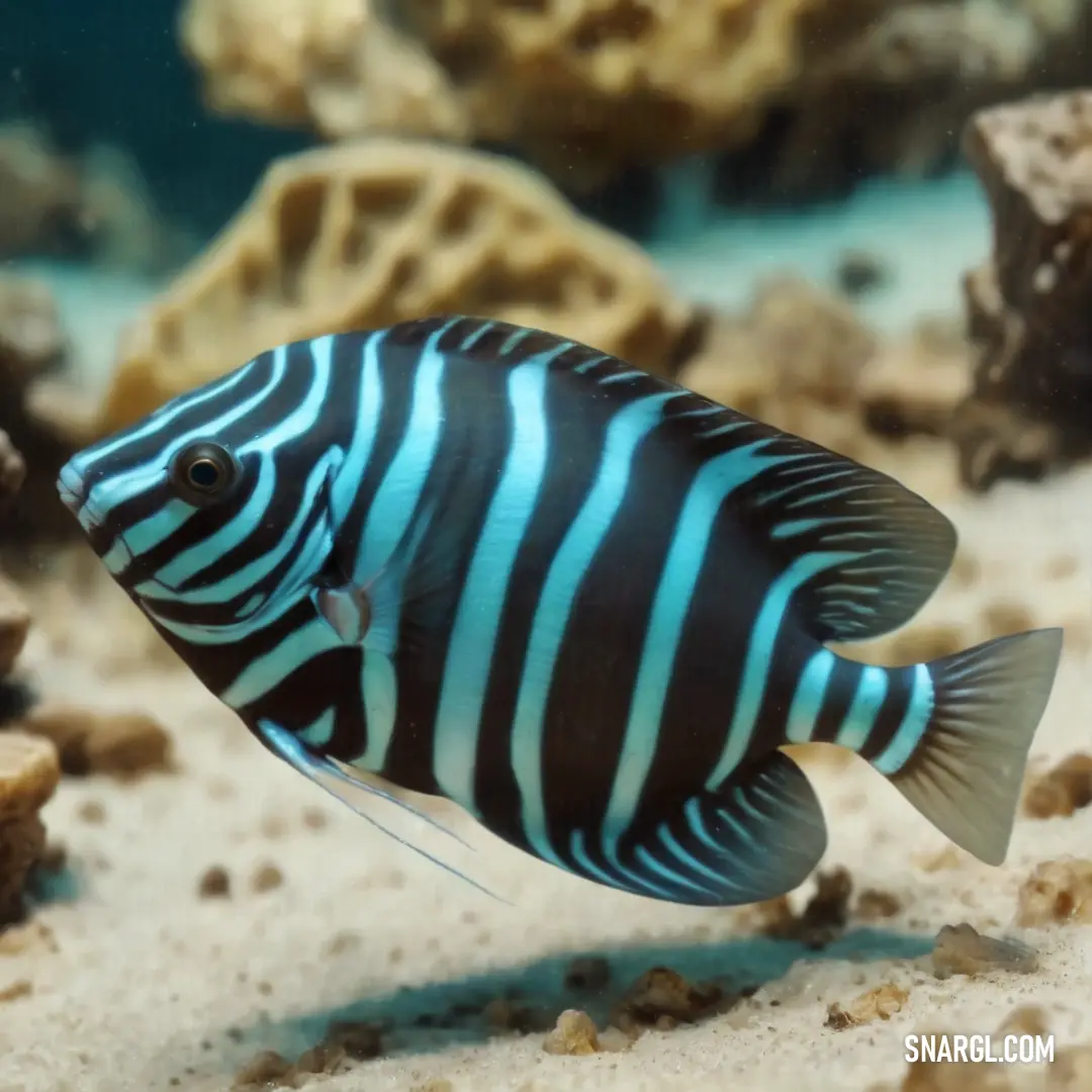 Blue and black fish in a coral reef with rocks and sand in the background